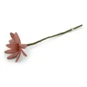 Cosmos Flower - Light Peach, Gry & Sif - ærlig